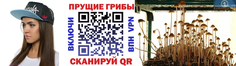 Псилоцибиновые грибы Psilocybe Петухово